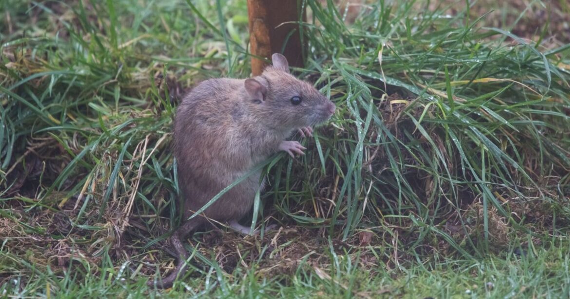 How to deter rats for good with 1 natural item gardener swears by How to deter rats for good with 1 natural item gardener swears by