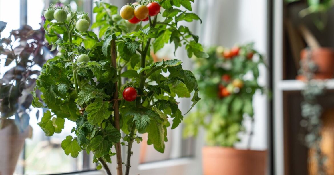 How to grow container tomatoes using gardener's 'dummy-proof' method