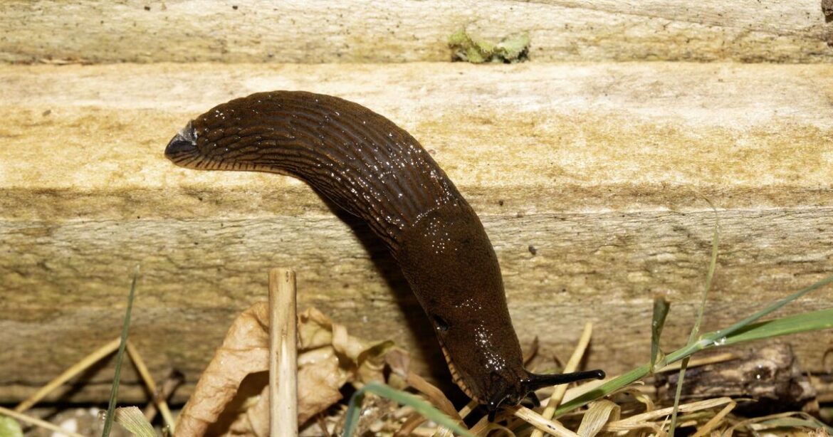 How to get rid of slugs in garden by attracting birds who eat them How to get rid of slugs in garden by attracting birds who eat them