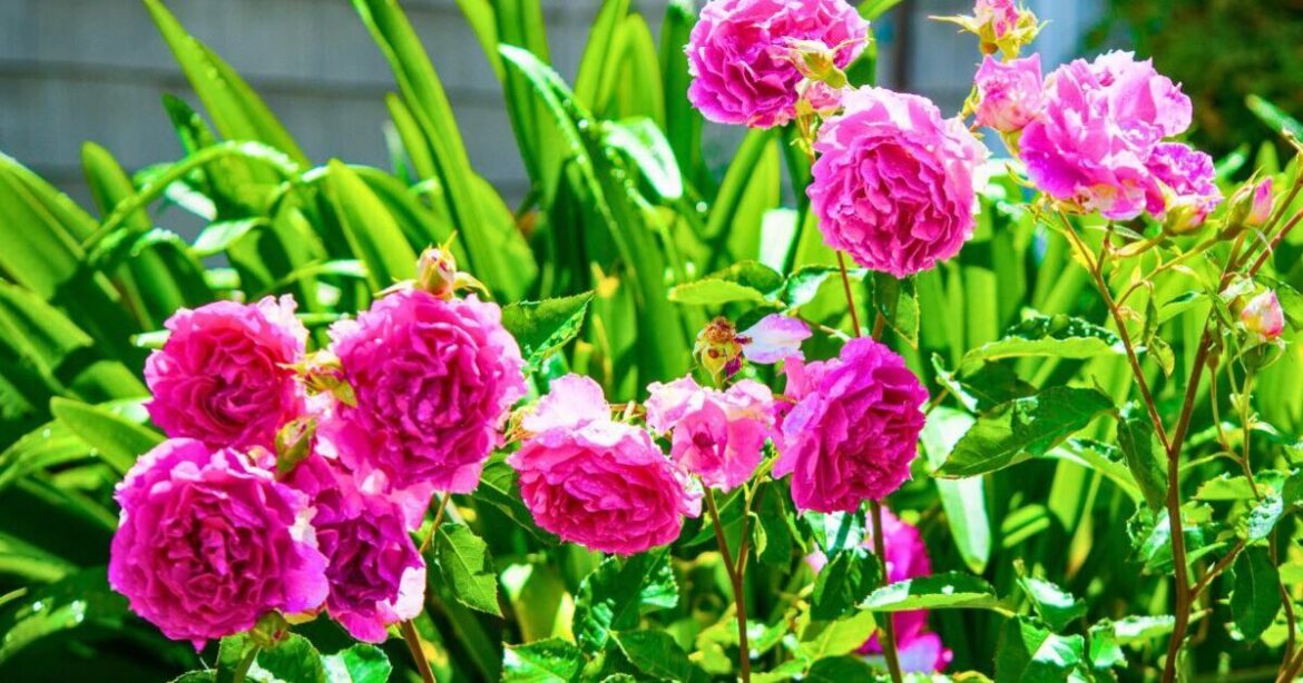 Roses will grow even more flowers if gardeners do 1 simple task in July