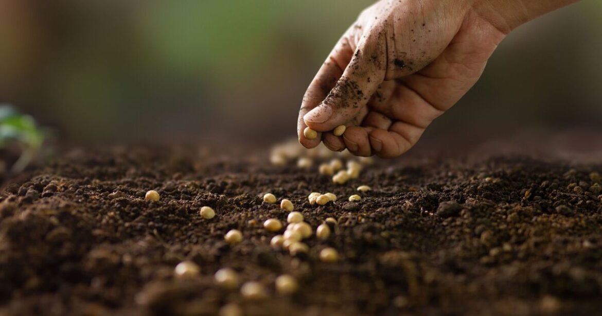 Gardeners urged to plant this 1 vegetable now in time for autumn