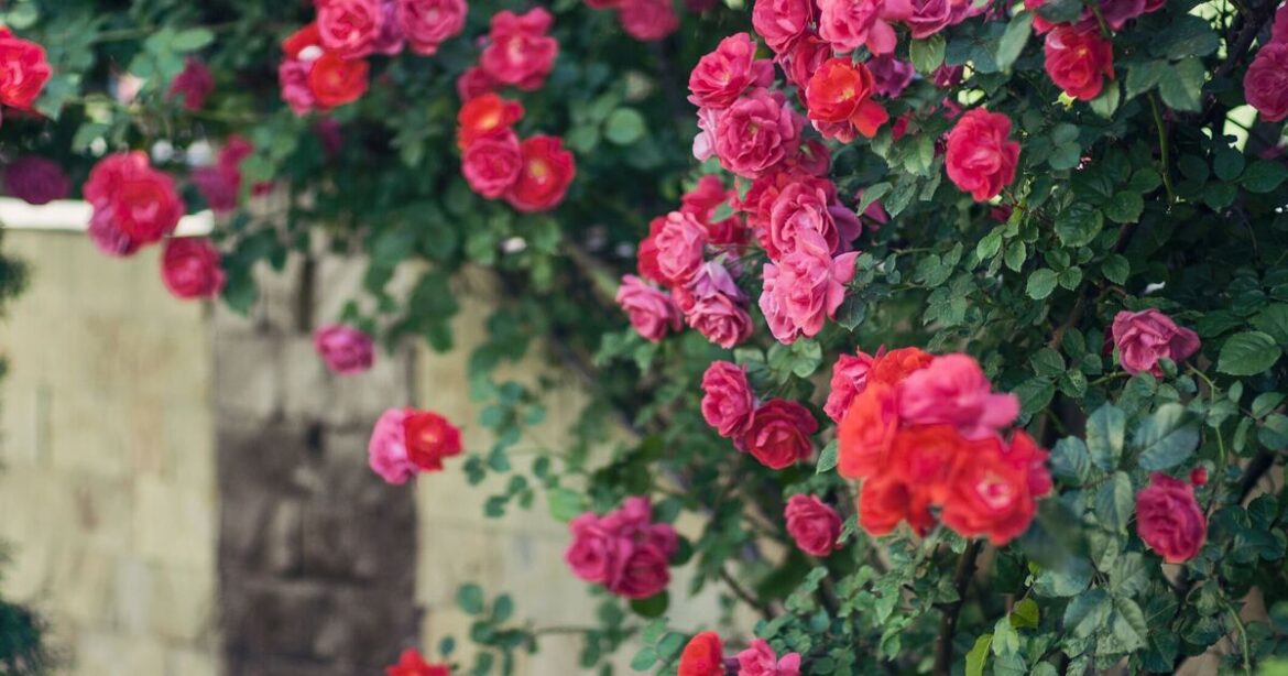 Plant these 3 fragrant flowers for a private garden