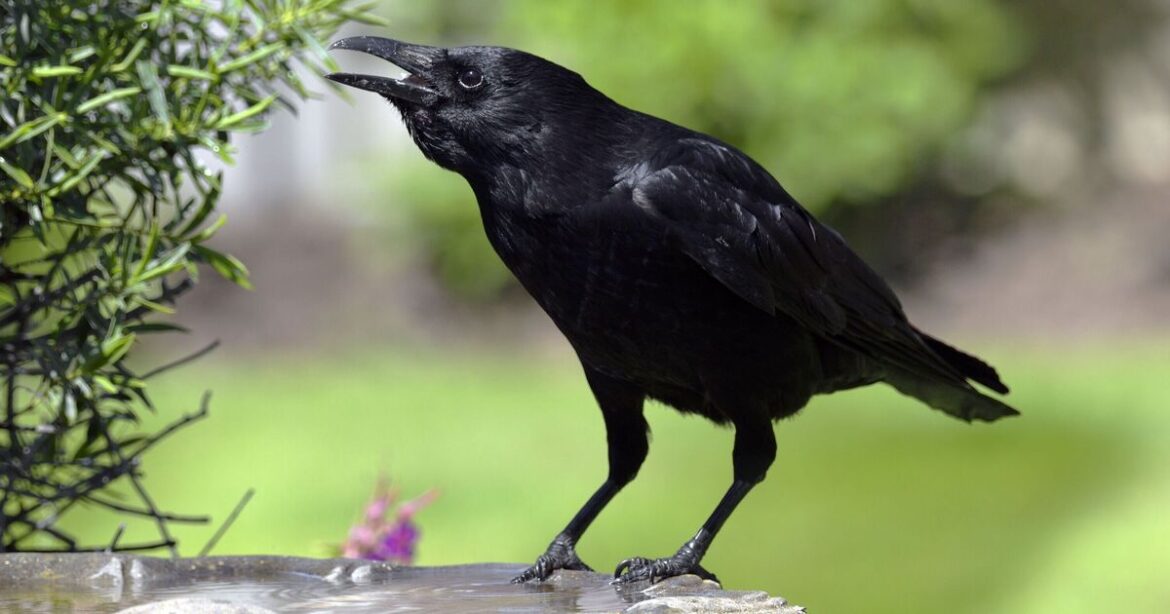 Families urged to take action if they see crows in garden