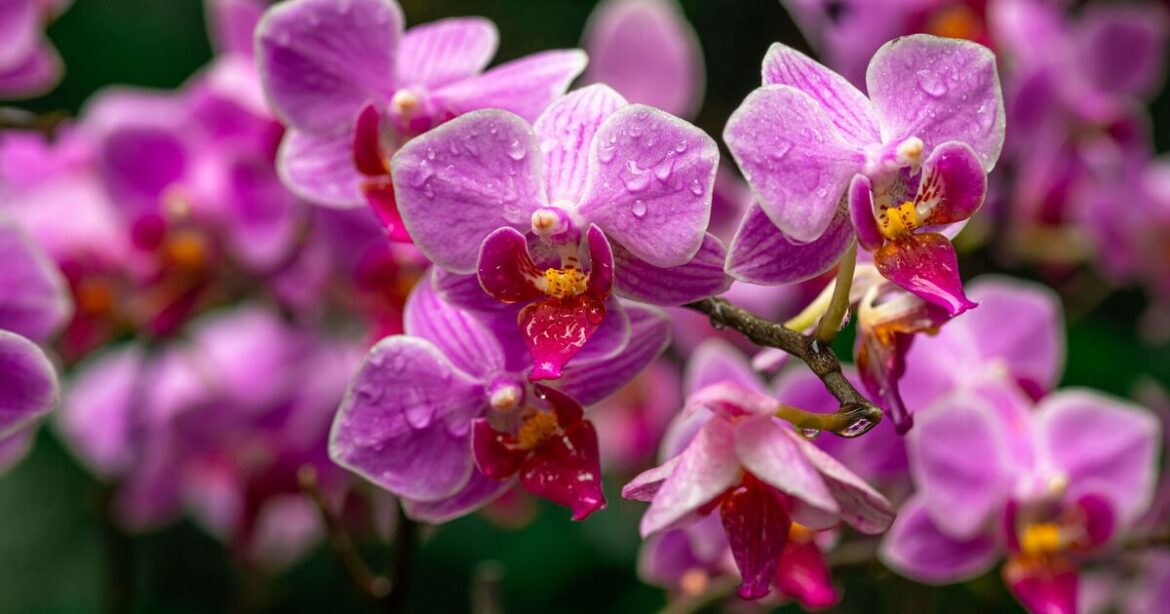 Orchids will bloom in just 15 days with 1 simple growing method Orchids will bloom in just 15 days with 1 simple growing method
