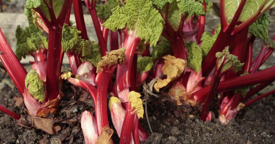 Rhubarb plants will be healthy and decongested with 1 gardening task