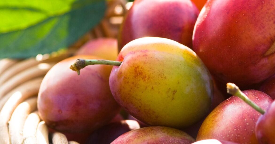 Key task to perform now to get heavy crop from your plum tree Key task to perform now to get heavy crop from your plum tree