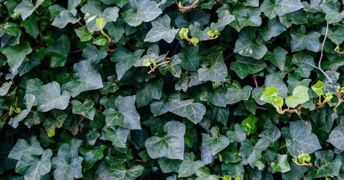 Ivy will disappear 'for good' in just 5 days when sprayed with natural solution