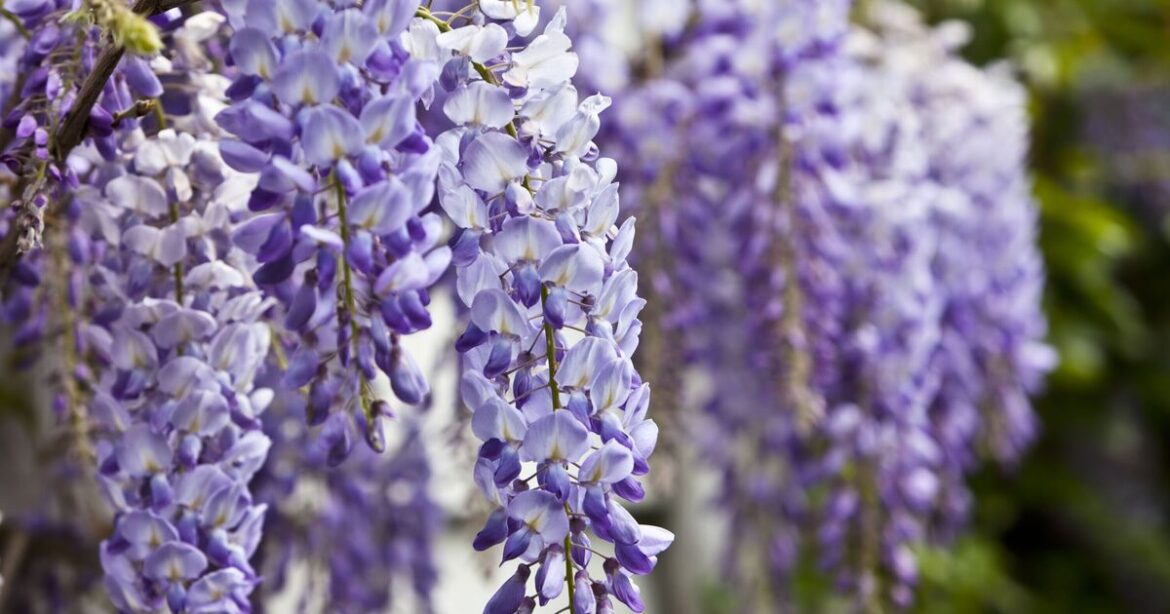 Gardeners urged to do 1 vital thing to Wisteria this month to encourage flowering Gardeners urged to do 1 vital thing to Wisteria this month to encourage flowering