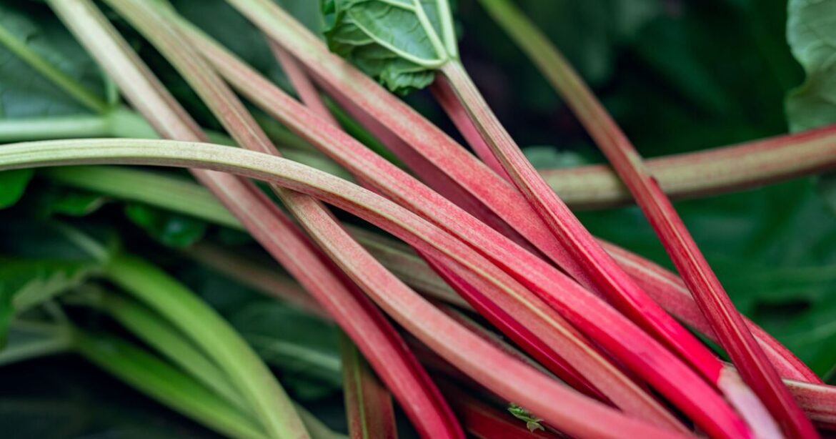 How to grow tastier and bigger rhubarb with 1 ‘beautiful’ common plant