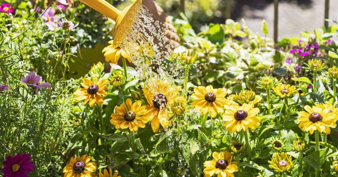 Get rid of plant-eating pests by attracting one type of bug to gardens Get rid of plant-eating pests by attracting one type of bug to gardens