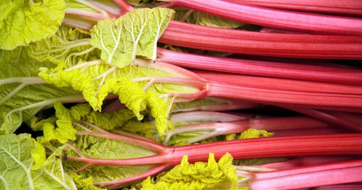 Rhubarb stops growing when easy gardening task is ignored in July