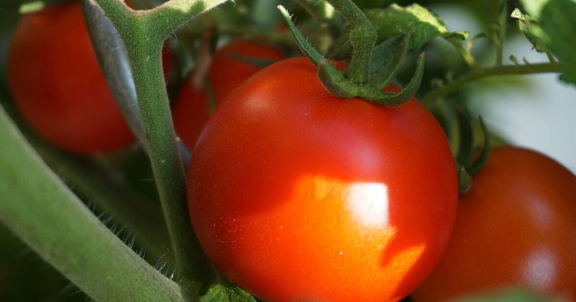 Monty Don’s 5-second tomato plant task for tastier and juicier fruit in July