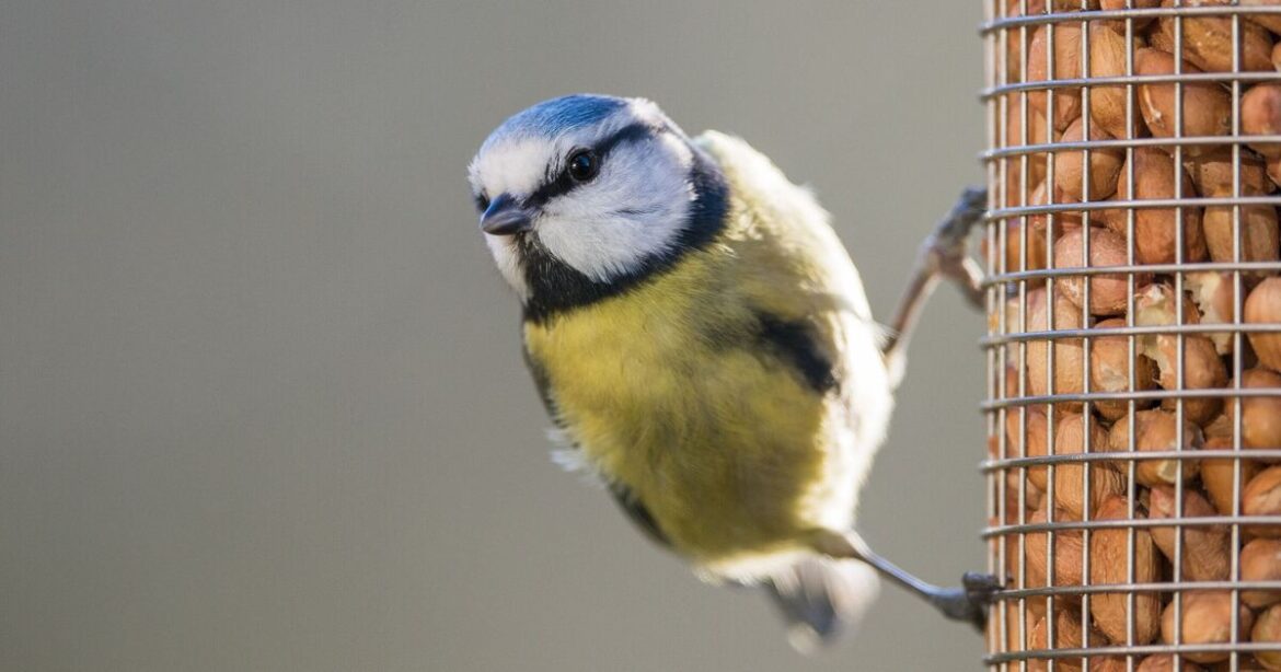 Gardeners told stop leaving food on bird tables next week Gardeners told stop leaving food on bird tables next week