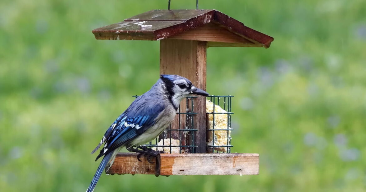 Gardeners told not to leave 1 type of food out for birds in July