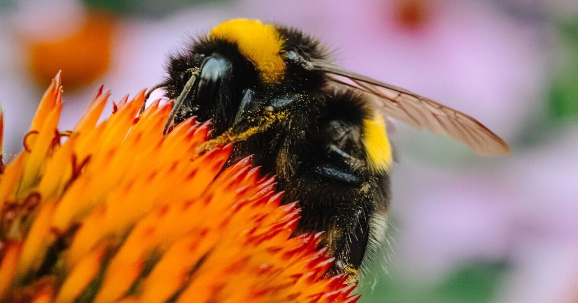 Gardeners urged to put teaspoon of sugar in garden in hot weather