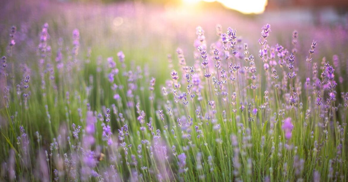 Lavender will thrive in your garden if you add one ingredient to soil