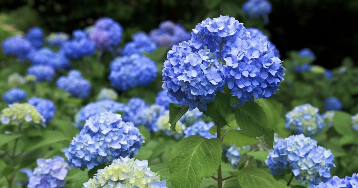 Hydrangeas will bloom beautifully blue if watered with 1 natural item Hydrangeas will bloom beautifully blue if watered with 1 natural item