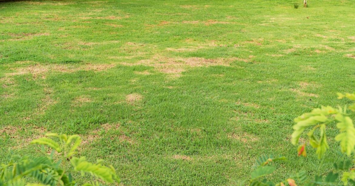 Gardeners warned of 1 'huge' lawn mistake that can quickly lead to yellow grass