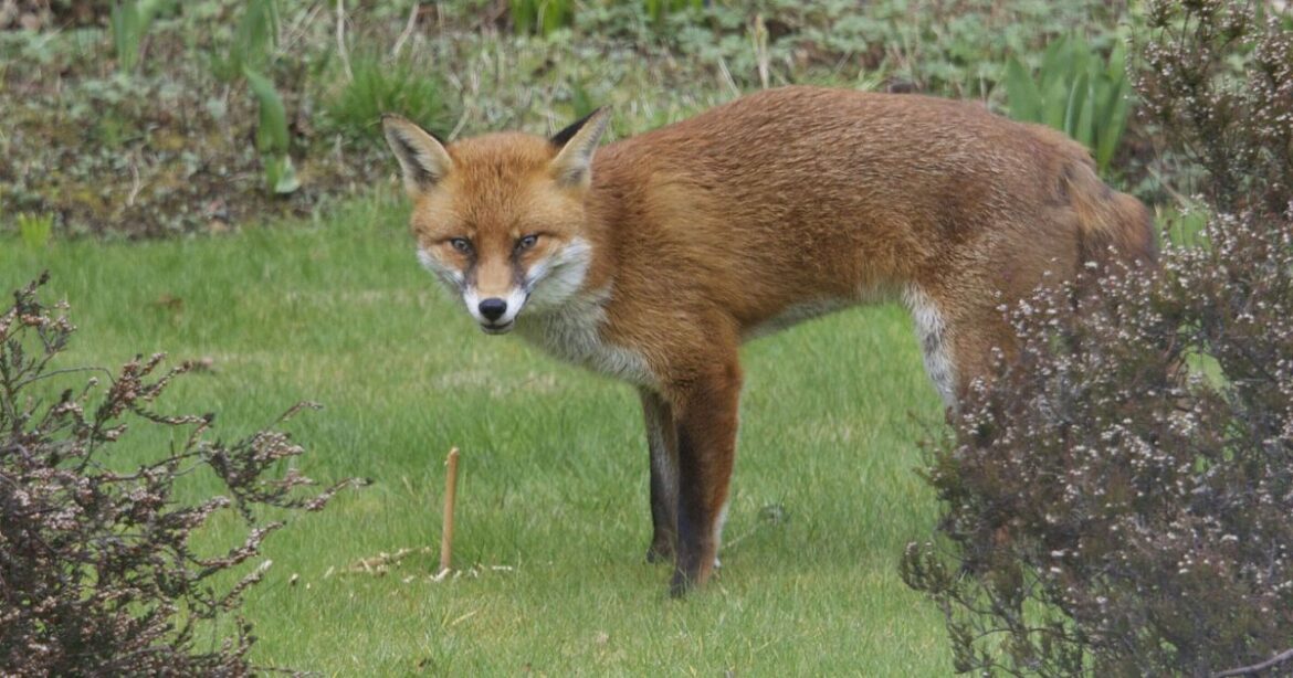 Gardeners disturbing foxes in garden risk £5,000 fine ‘per animal’ Gardeners disturbing foxes in garden risk £5,000 fine ‘per animal’