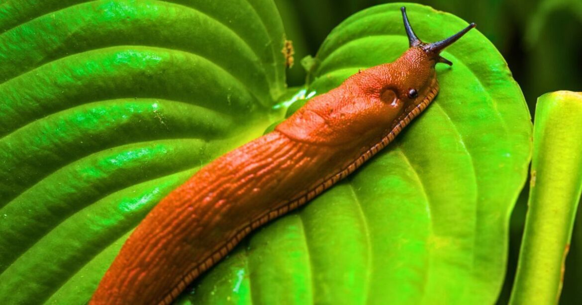 Slugs will disappear from gardens if you stop growing 1 common plant
