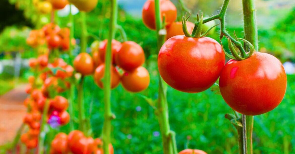 Tomatoes will grow juicier and more bountiful fruit if fed 1 natural item