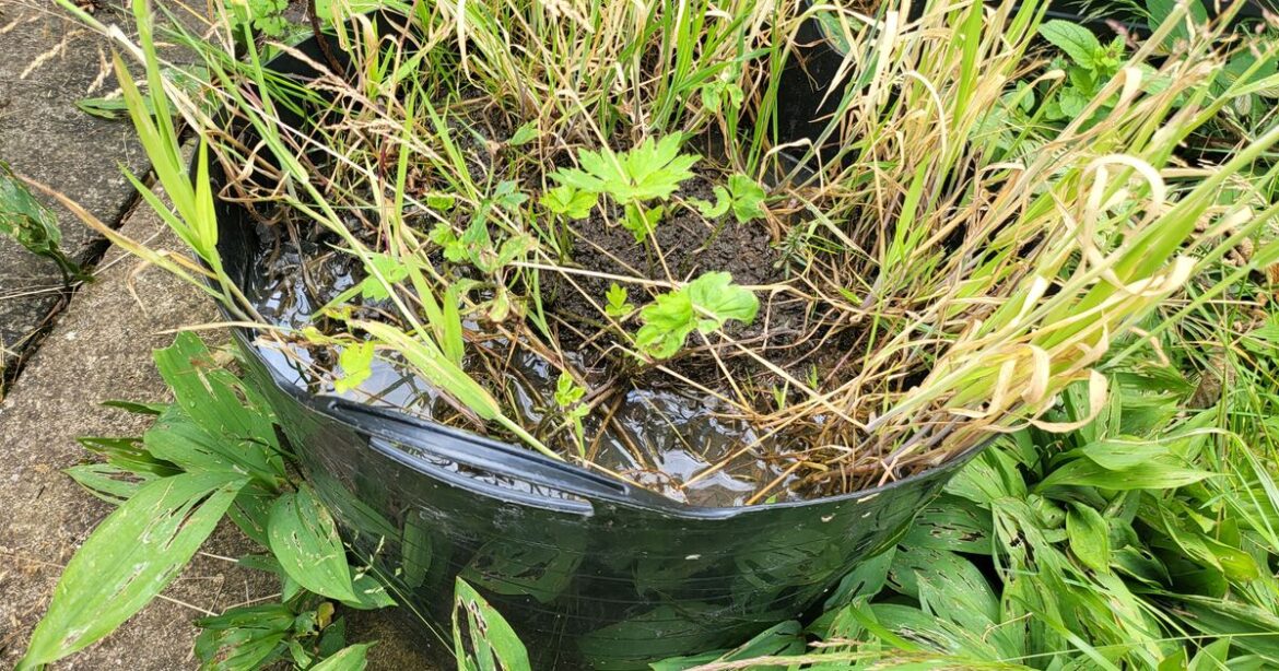 Gardeners urged to put bucket of water in garden in July and August