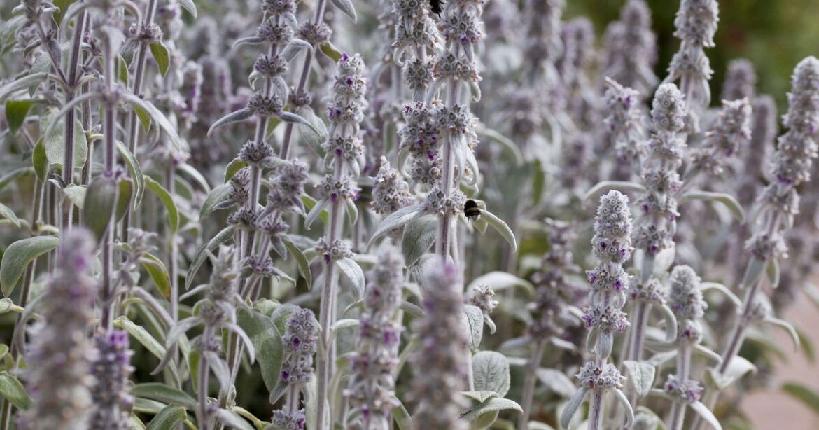 Three hardy plants to grow in your garden as UK rainfall drops Three hardy plants to grow in your garden as UK rainfall drops