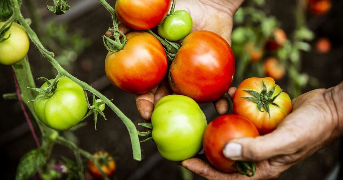 Tomatoes can be protected and grow bigger with a common garden scrap