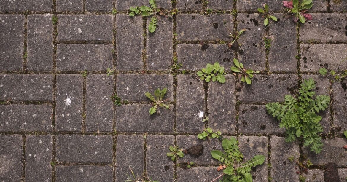 Ditch vinegar and kill gravel weeds ‘forever’ with £1.25 kitchen ingredient Ditch vinegar and kill gravel weeds 'forever' with £1.25 kitchen ingredient