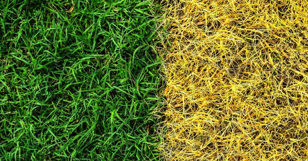 Lawns won’t be patchy or yellow if gardeners use an easy watering tip Lawns won't be patchy or yellow if gardeners use an easy watering tip