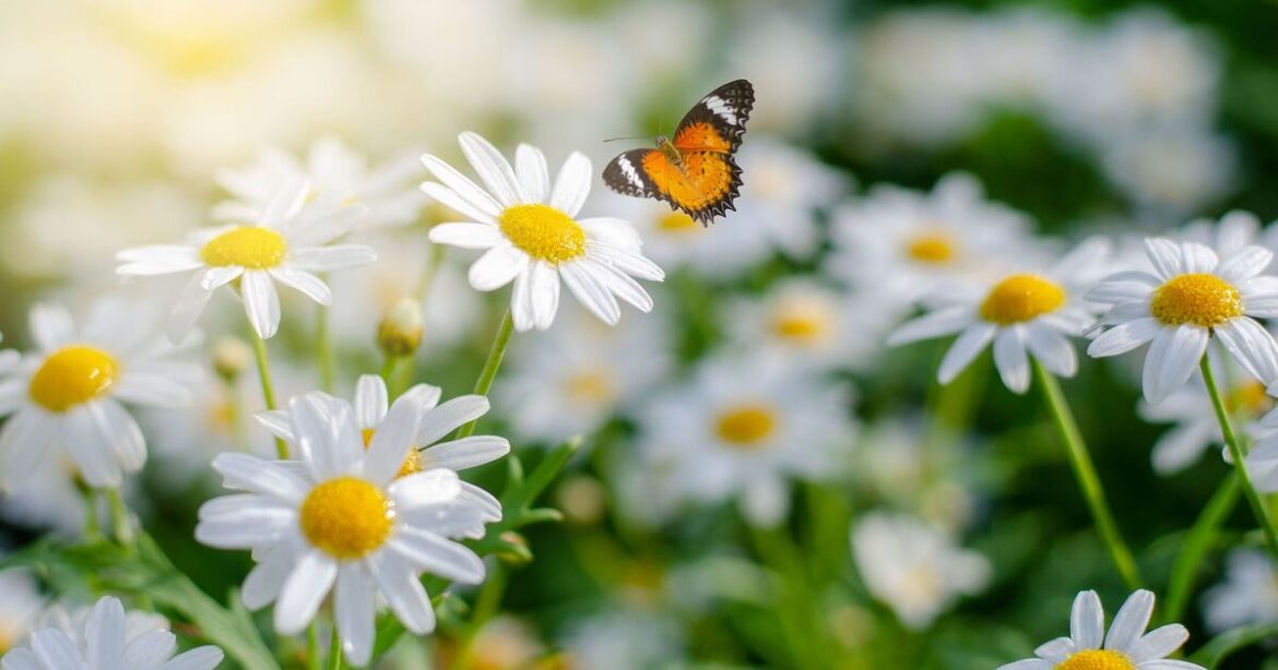 Lawns will be ‘fragrant’ when one ingredient is sprinkled