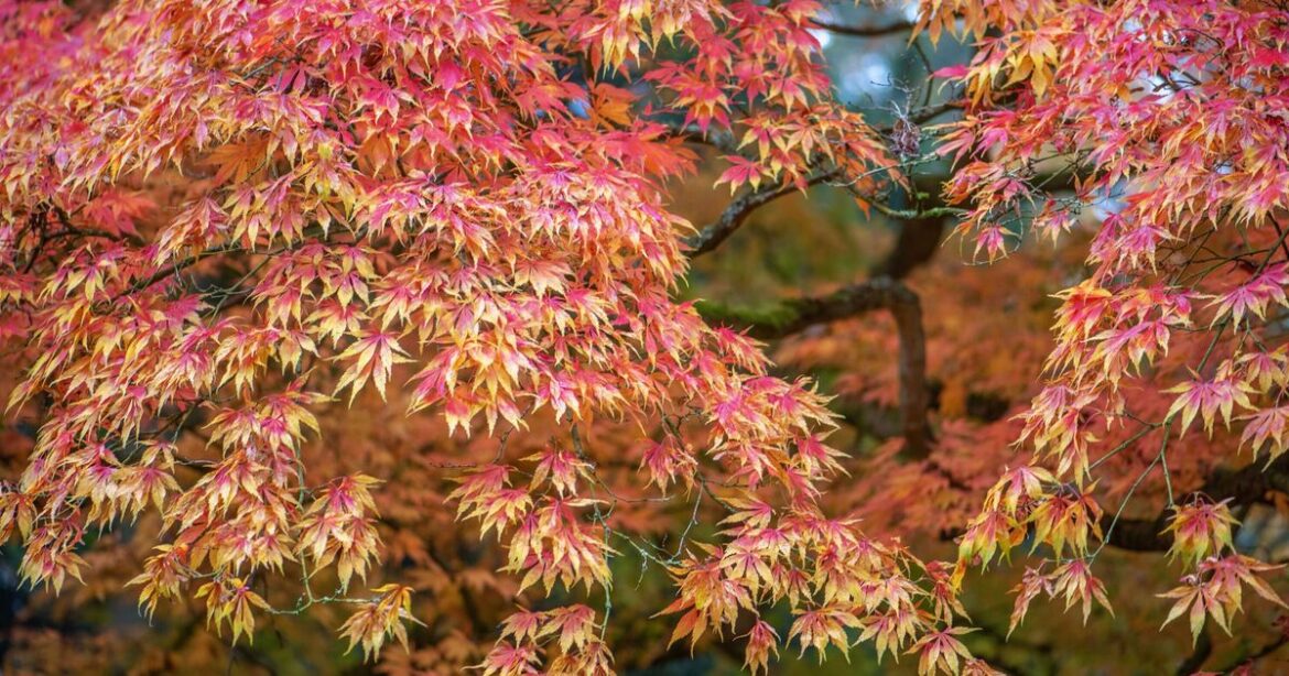 Gardeners urged to add 1 item to soil for healthy Japanese maple leaves in July