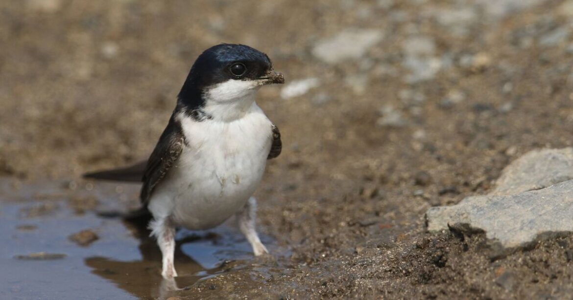 Families asked to ‘help with tray’ if they see house martins Families asked to 'help with tray' if they see house martins