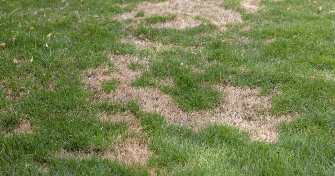 Lawns won’t turn brown and patchy if sprinkled with 1 natural item Lawns won’t turn brown and patchy if sprinkled with 1 natural item