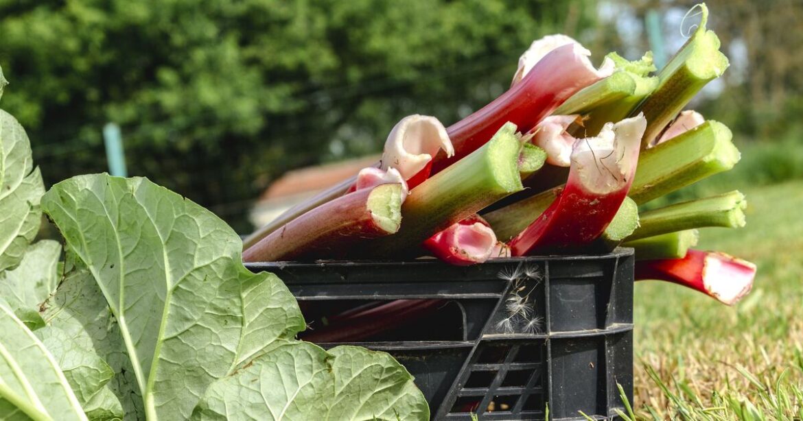 Anyone with rhubarb should do a simple task after picking fruit Anyone with rhubarb should do a simple task after picking fruit