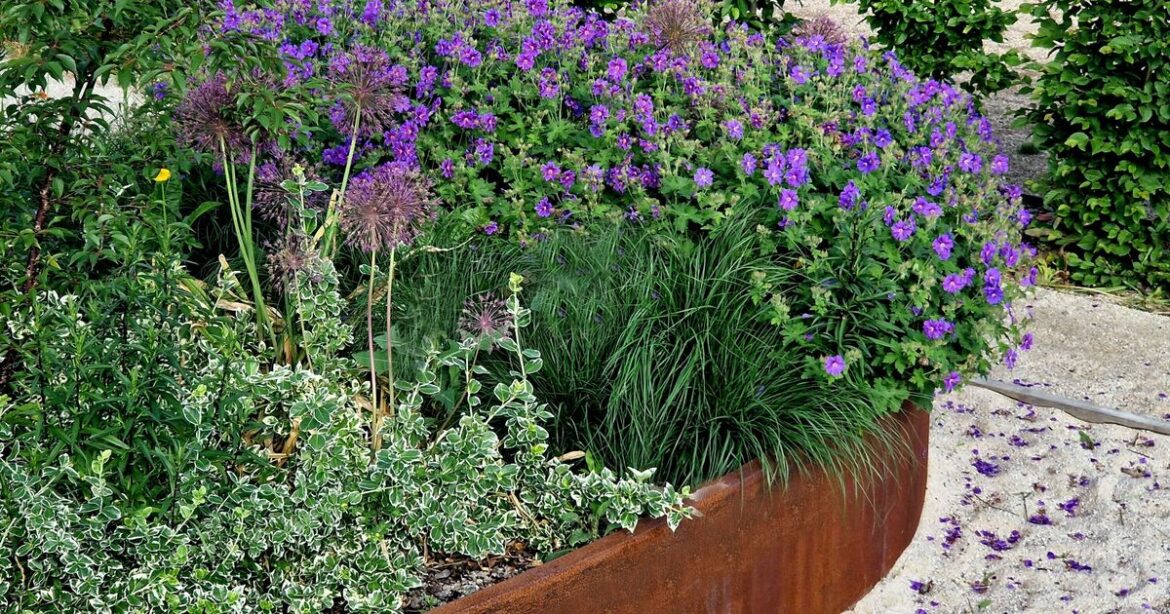 Important lavender job to do in July as now is the ‘perfect time’ Important lavender job to do in July as now is the 'perfect time'