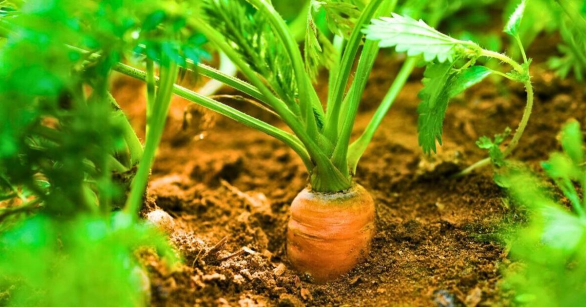 Carrots will grow bigger if you avoid 1 common gardening mistake in July Carrots will grow bigger if you avoid 1 common gardening mistake in July