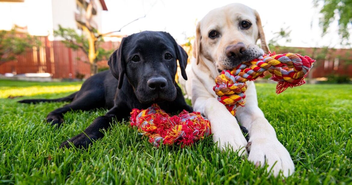 Gardeners with pets urged to do 1 thing for a healthier green lawn