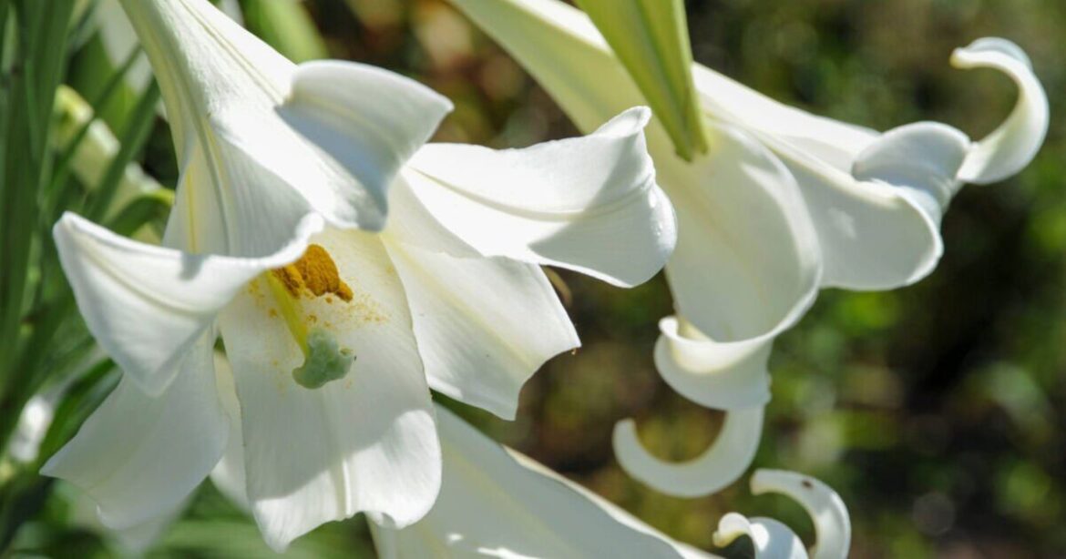 Gardeners growing lilies told to 'watch out' for 1 problem in July