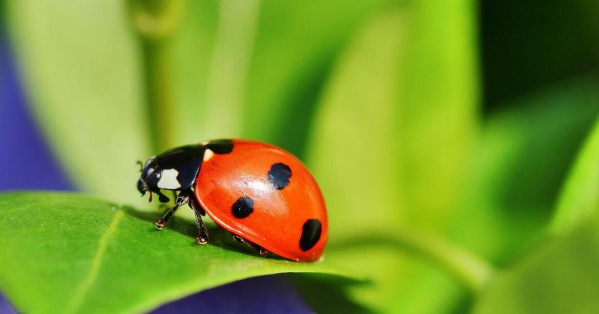 | Home/Garden | nola.com