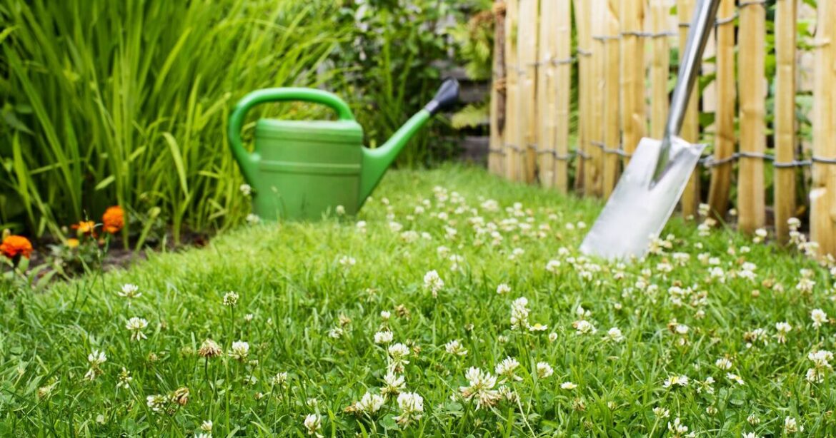 Kill clover on your lawn naturally with 2 remedies — and no chemicals