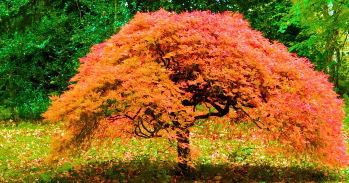 Japanese maples will grow healthier leaves if you avoid a common task in July