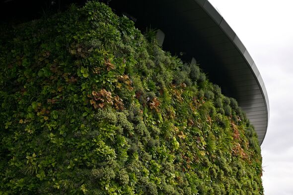 The living wall on Wimbledon's number one court The living wall on Wimbledon's number one court