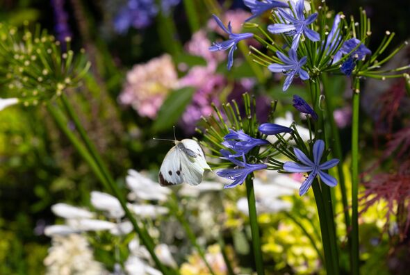 The stunning Wimbledon floral displays The stunning Wimbledon floral displays