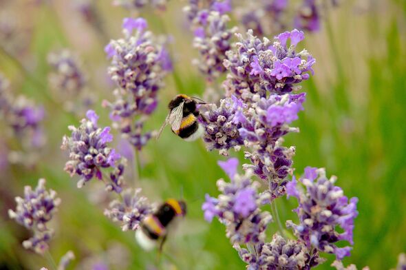 When picturing wildlife-friendly gardens, the chances are you imagine buzzing bees darting between the flowers. 