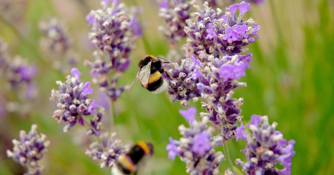 Gardening expert shares 4 simple tips to help save bees in your garden