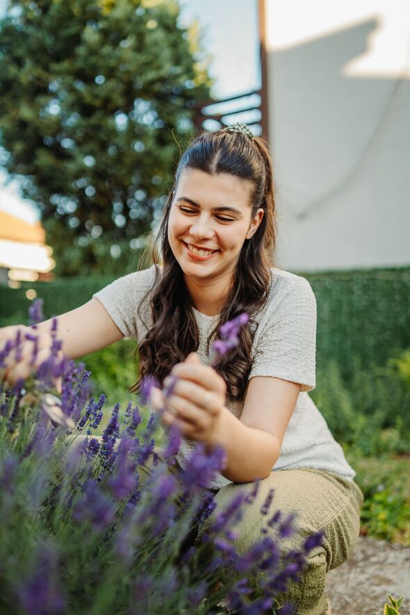 Young caucasian woman is cutting lavender at her home garden during the day