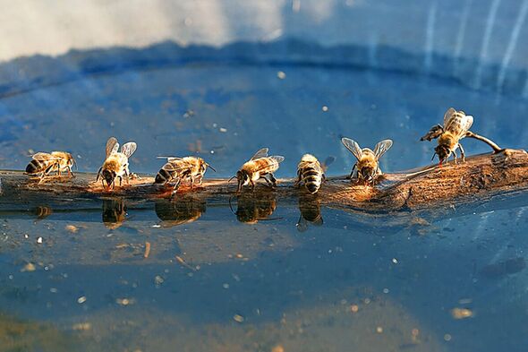 Leave some water out for the bees to drink