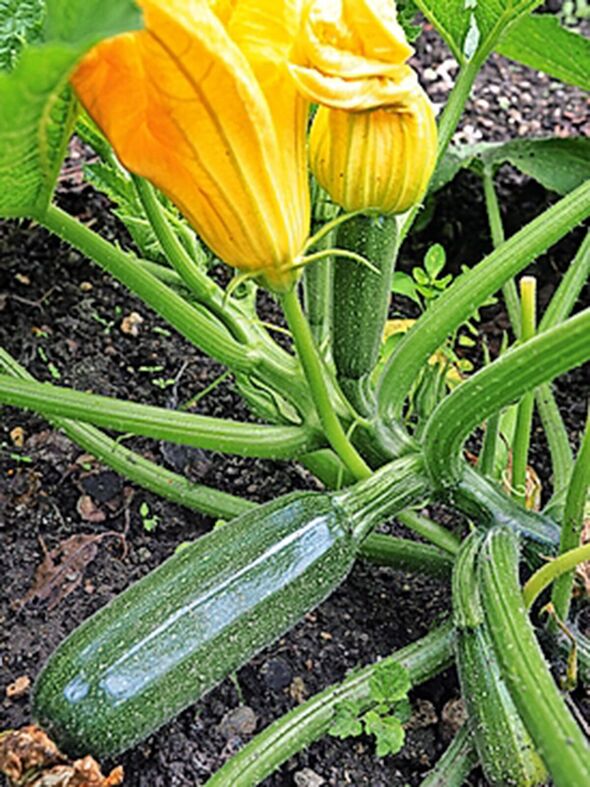 Courgettes are ready to be harvested at 10-15cm long