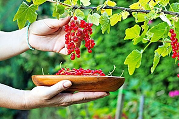 Redcurrants should be ripe for picking now